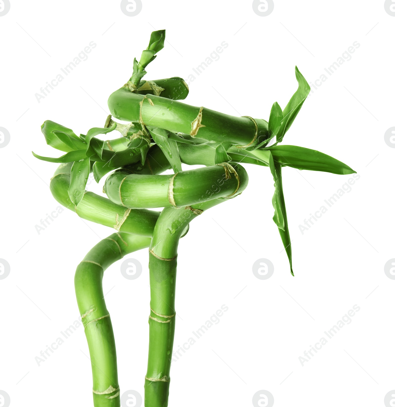 Photo of Beautiful green bamboo stems with leaves isolated on white