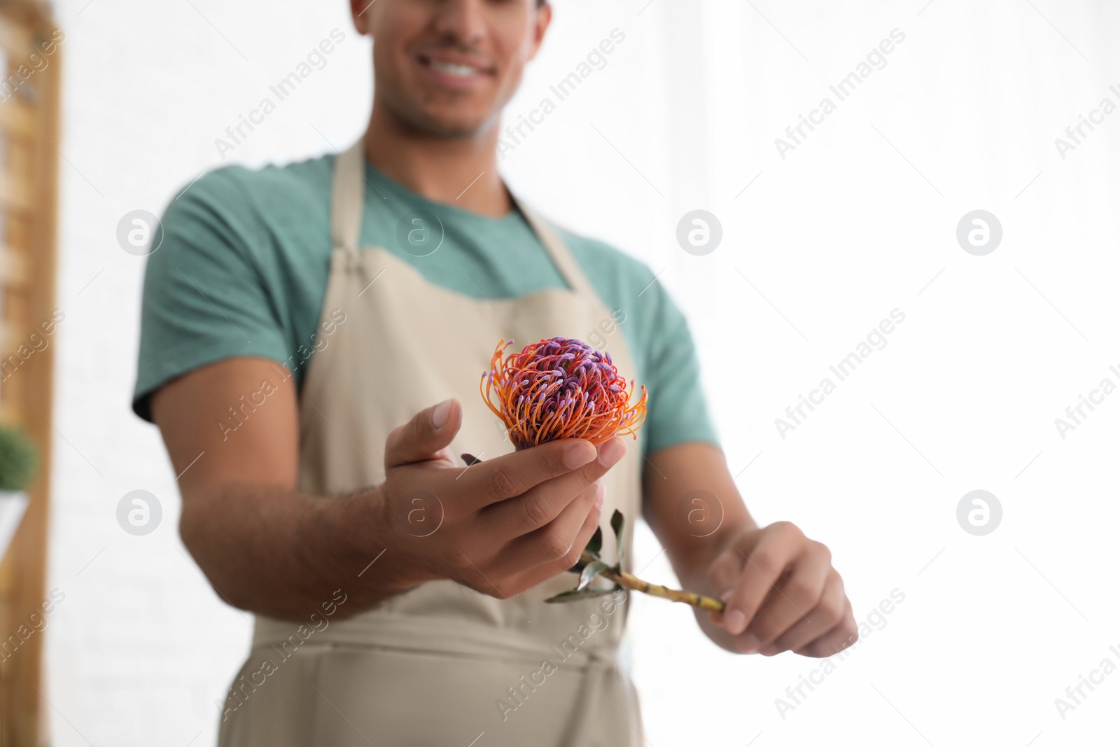 Photo of Florist with beautiful leucospermum flower in workshop, closeup