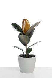 Photo of Beautiful Ficus elastica plant in pot isolated on white. House decor