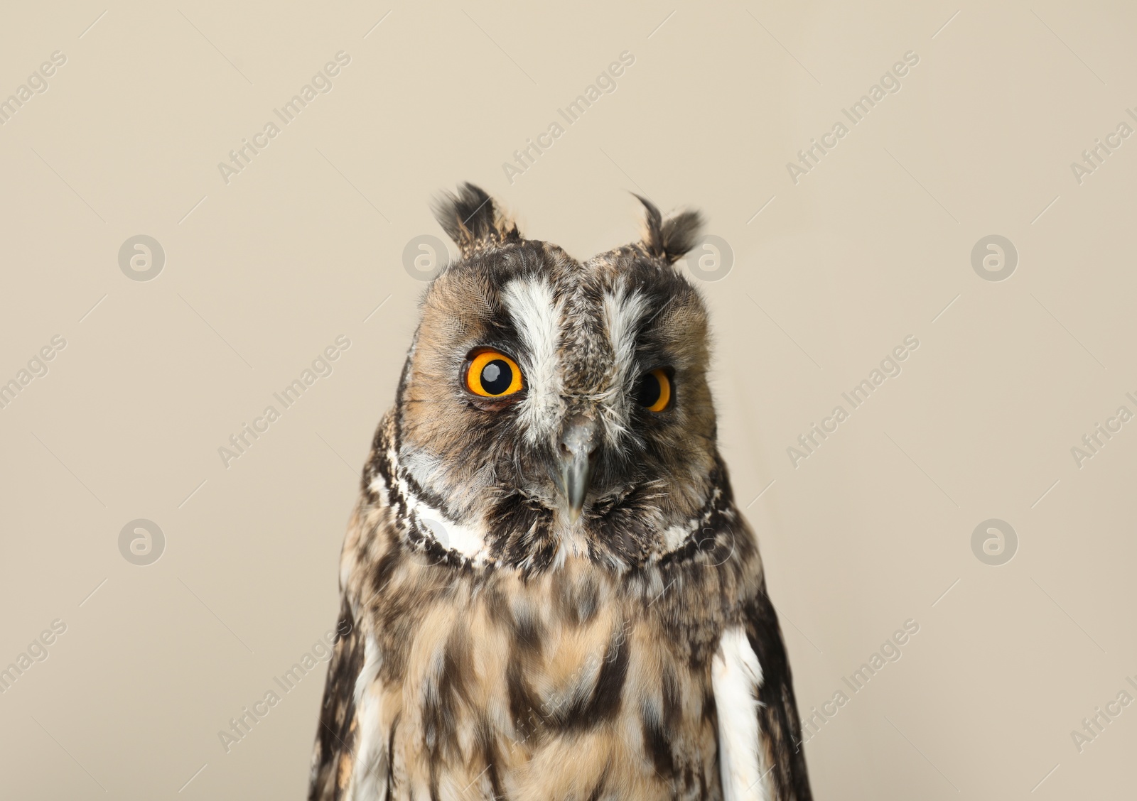 Photo of Beautiful eagle owl on beige background. Predatory bird