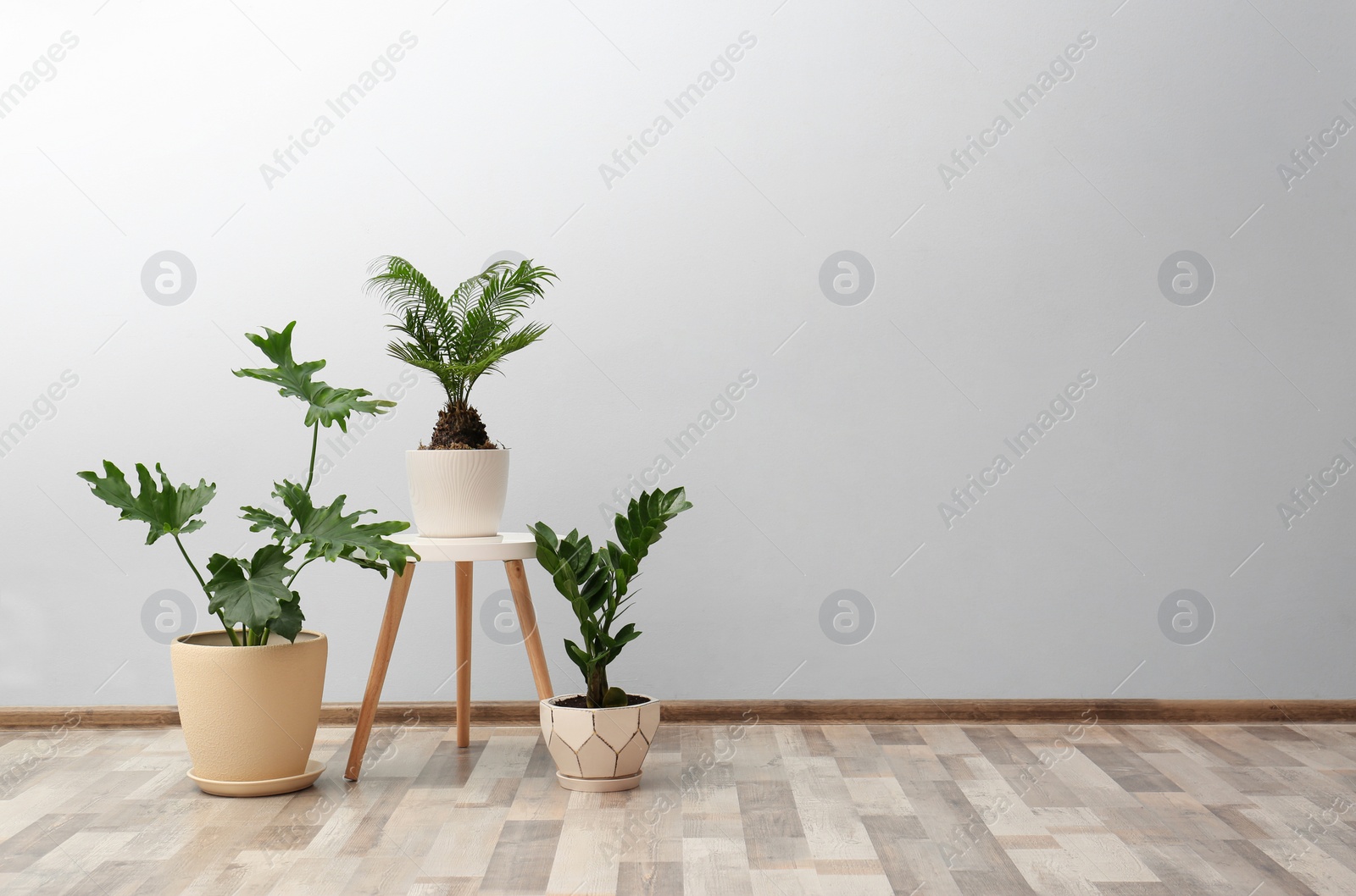 Photo of Flowerpots with tropical plants against light wall indoors