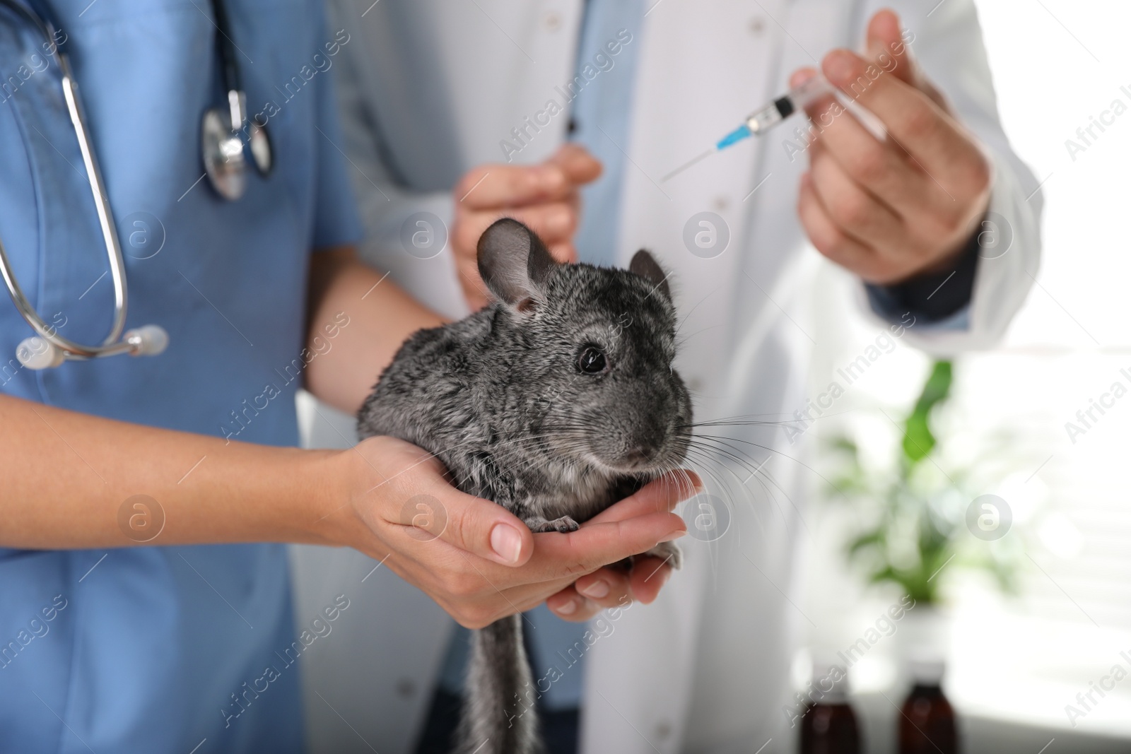 Photo of Professional veterinarians vaccinating chinchilla in clinic, closeup