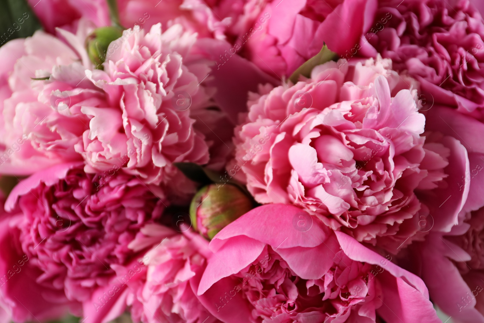 Photo of Fragrant peonies as background, closeup view. Beautiful spring flowers