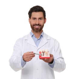 Dentist holding educational model of dental implant on white background