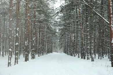 Beautiful forest covered with snow in winter