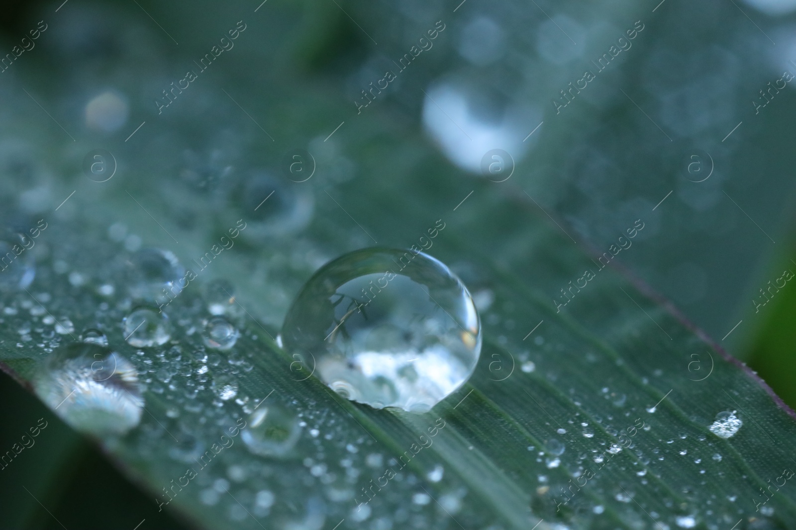 Photo of Water drops on green leaf as background, macro view