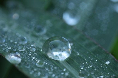 Water drops on green leaf as background, macro view