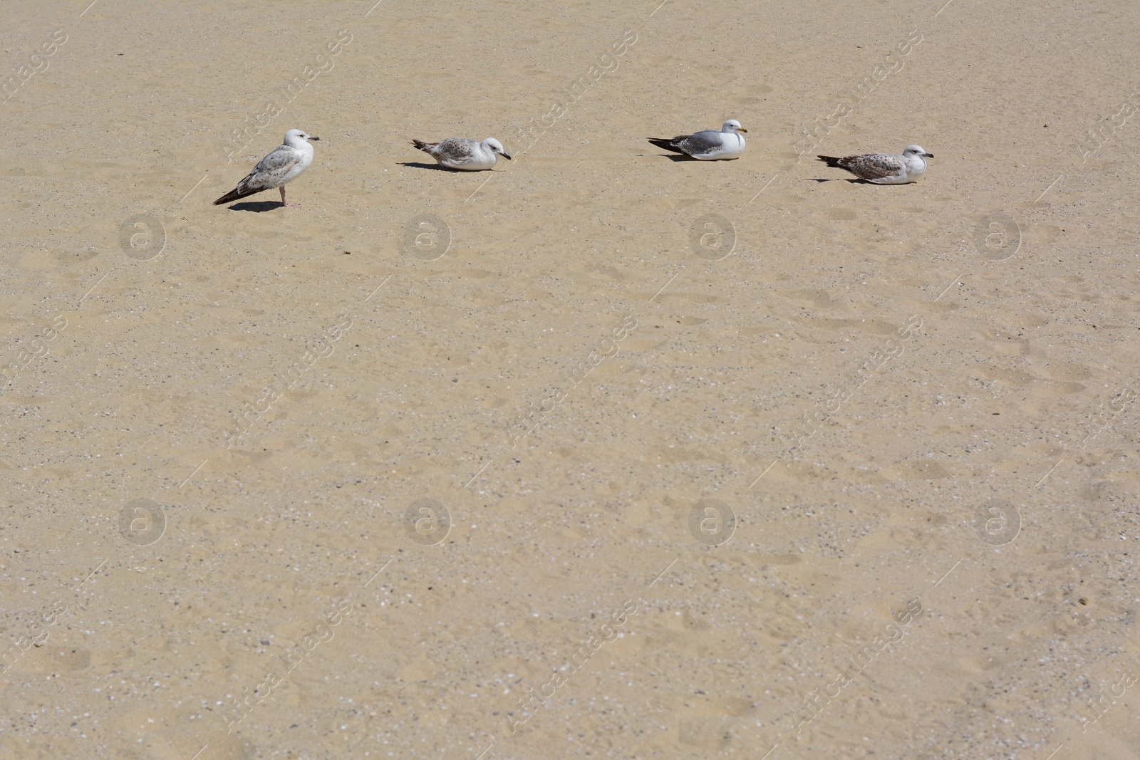 Photo of Sandy beach with seagulls on sunny day