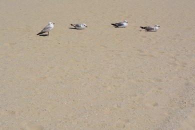 Photo of Sandy beach with seagulls on sunny day
