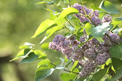 Beautiful green bush with fragrant tender lilac flowers in garden on sunny day, space for text. Awesome spring blossom