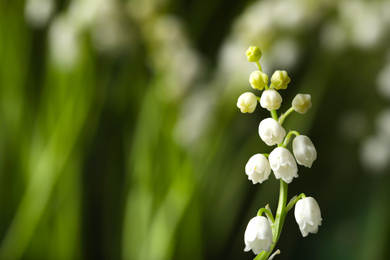 Photo of Beautiful lily of the valley on blurred background, closeup. Space for text