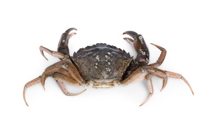 One fresh raw crab isolated on white, top view