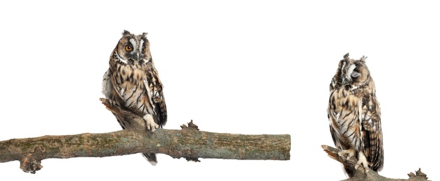 Image of Collage with photos of beautiful eagle owl on white background. Banner design 