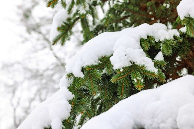 Photo of Fir tree branch covered with snow in winter park
