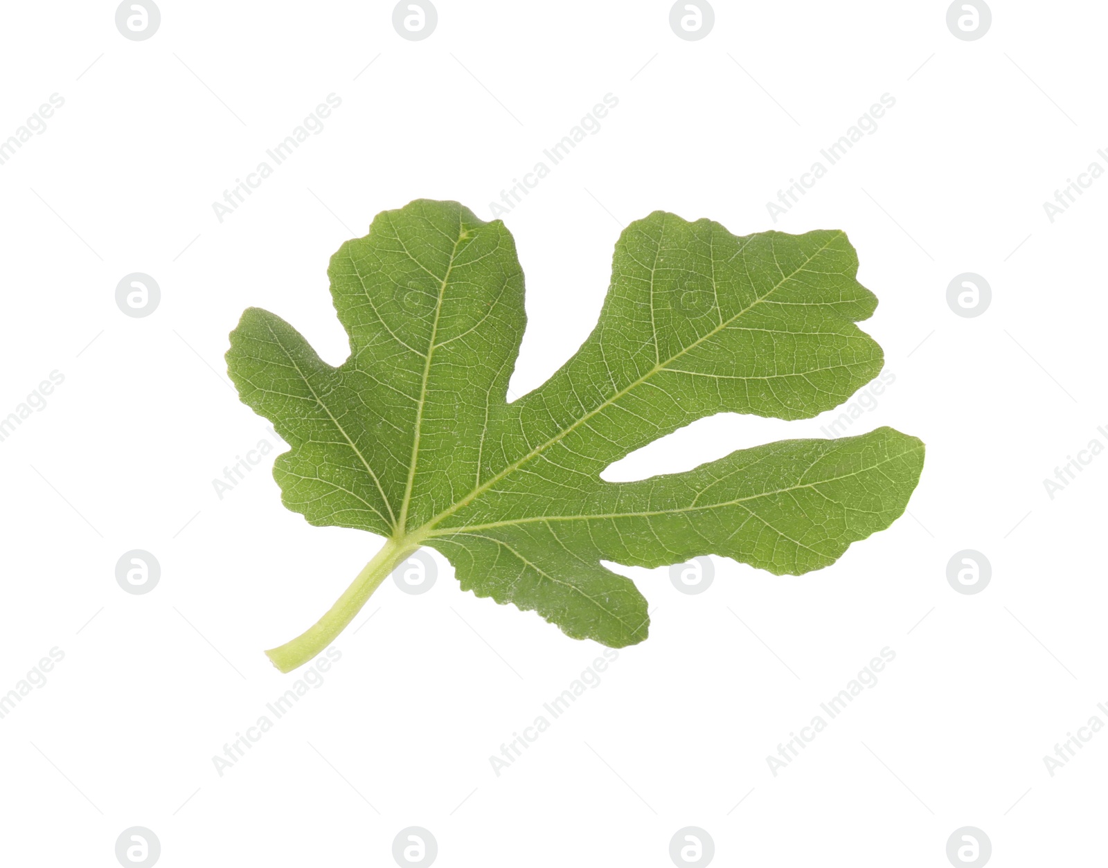 Photo of One green leaf of fig tree isolated on white