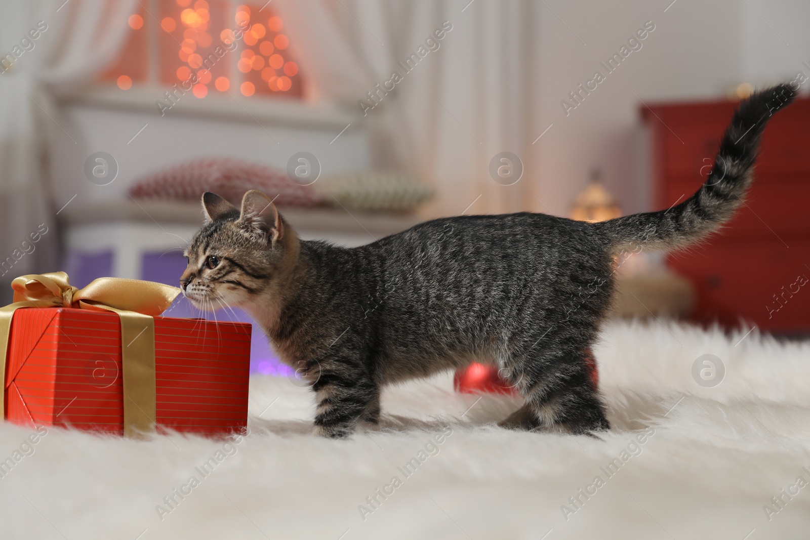 Photo of Grey tabby cat on fuzzy carpet in room decorated for Christmas. Adorable pet