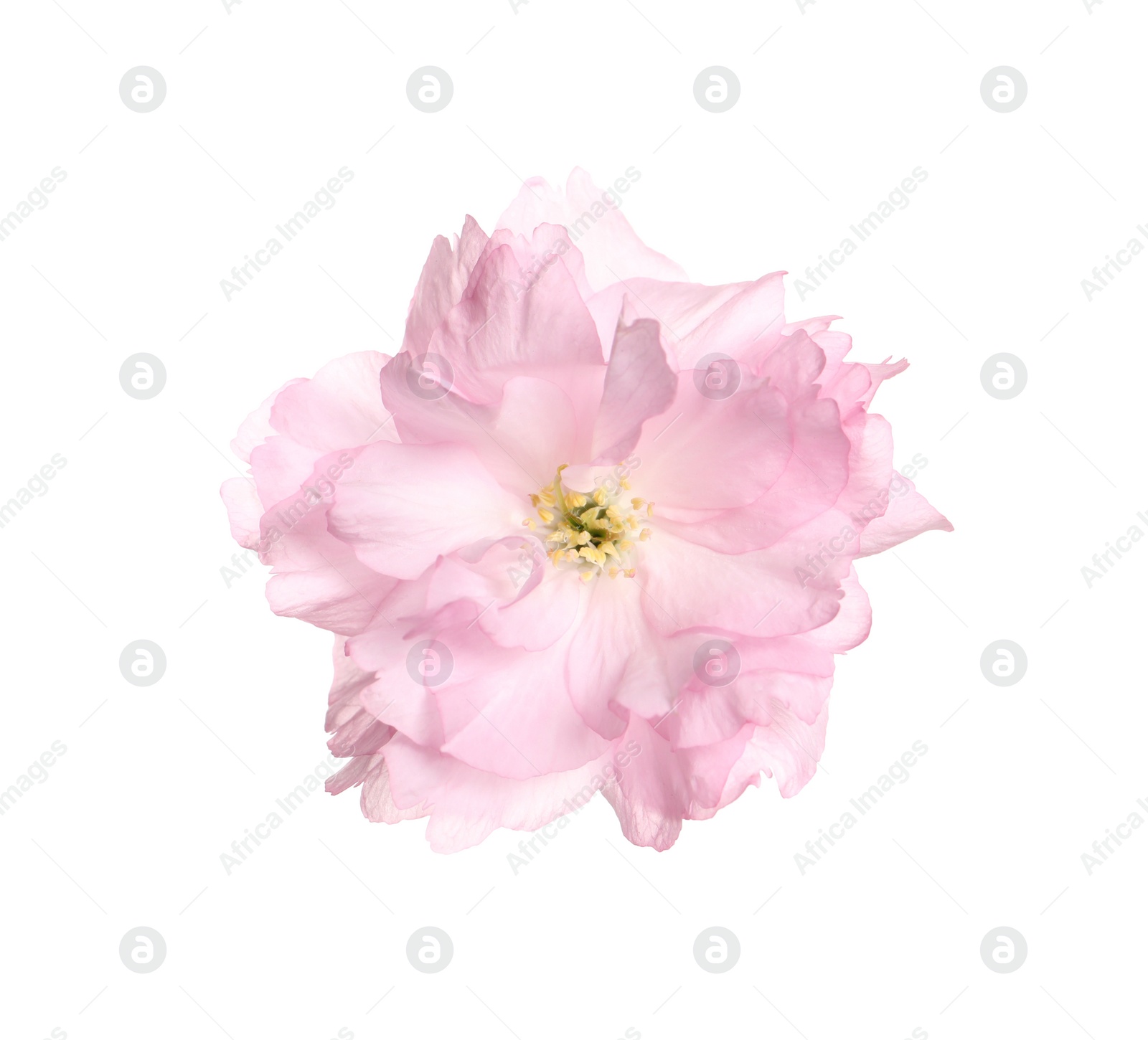 Photo of Beautiful pink sakura blossom isolated on white