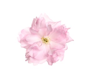 Beautiful pink sakura blossom isolated on white