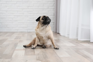 Photo of Happy cute pug dog on floor indoors
