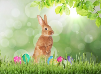 Image of Cute bunny and colorful Easter eggs on green grass outdoors