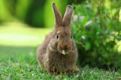 Cute fluffy rabbit eating flowers on green grass outdoors