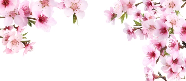 Image of Amazing spring blossom. Tree branches with beautiful flowers on white background, banner design