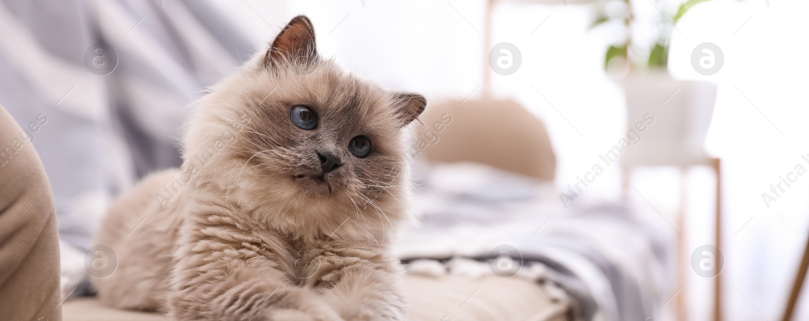 Image of Birman cat on sofa at home, space for text. Banner design