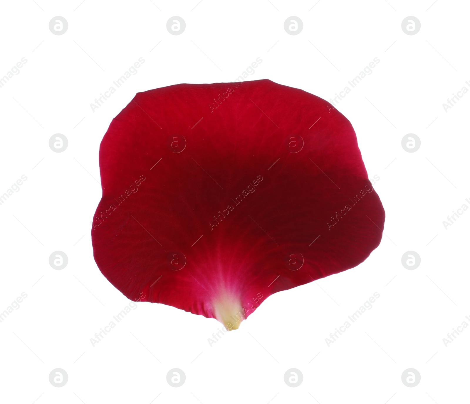 Photo of Red rose flower petal on white background