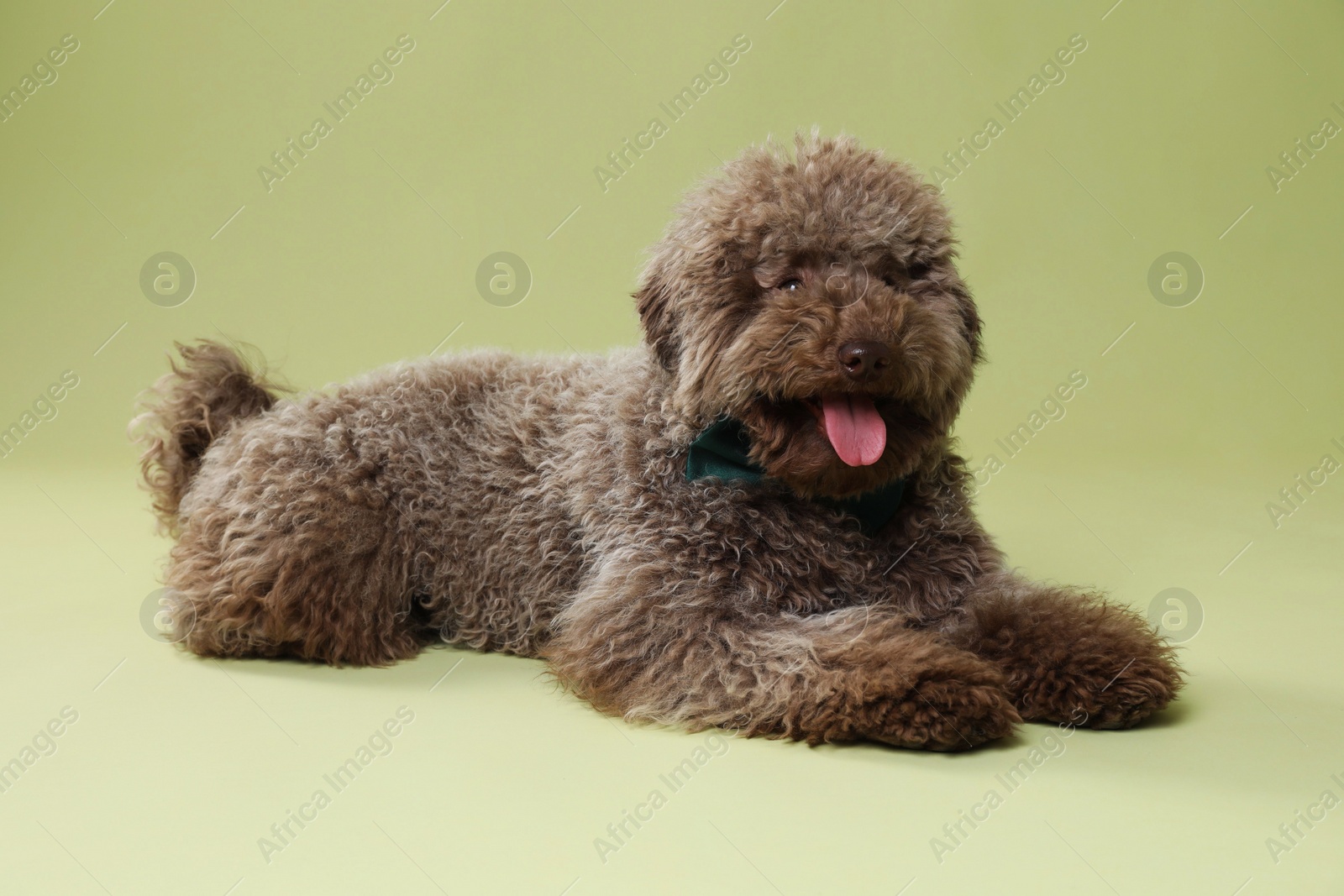 Photo of Cute Toy Poodle dog with bow tie on green background