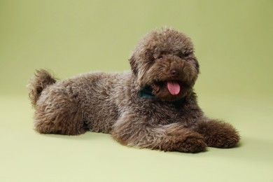 Cute Toy Poodle dog with bow tie on green background
