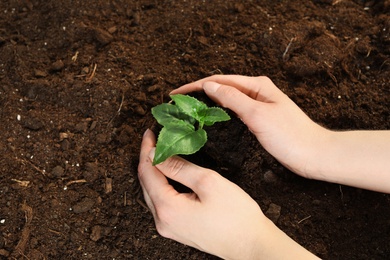 Photo of Woman planting green seedling into soil, top view. Space for text