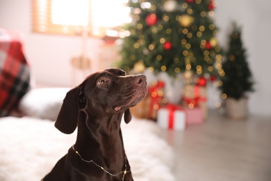 Cute dog with Christmas lights at home, space for text