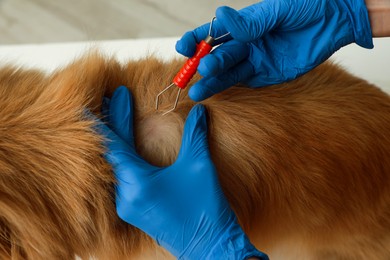 Photo of Veterinarian taking ticks off dog on blurred background, closeup