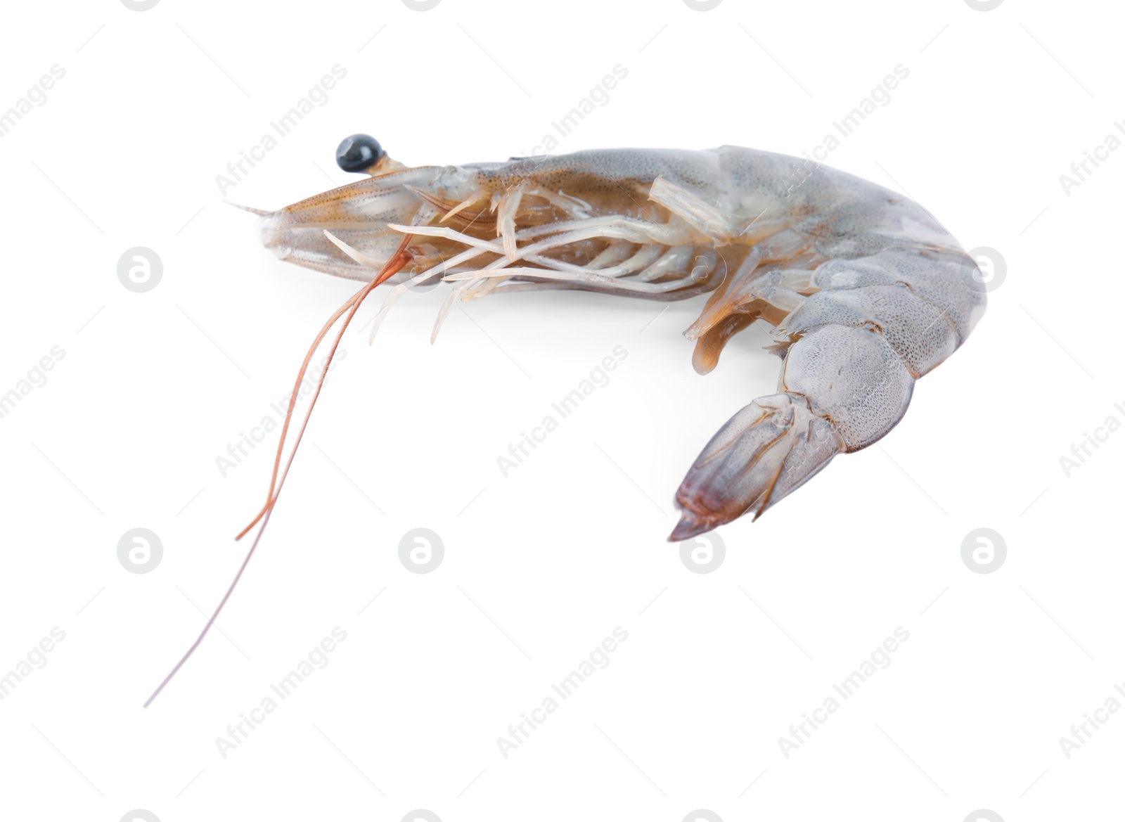 Photo of Fresh raw shrimp isolated on white. Healthy seafood