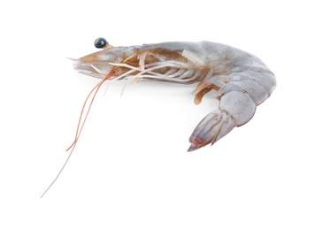 Fresh raw shrimp isolated on white. Healthy seafood