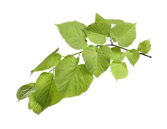 Photo of Branch of linden tree with young fresh green leaves isolated on white. Spring season