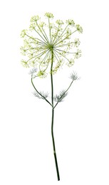 Fresh green dill flower isolated on white