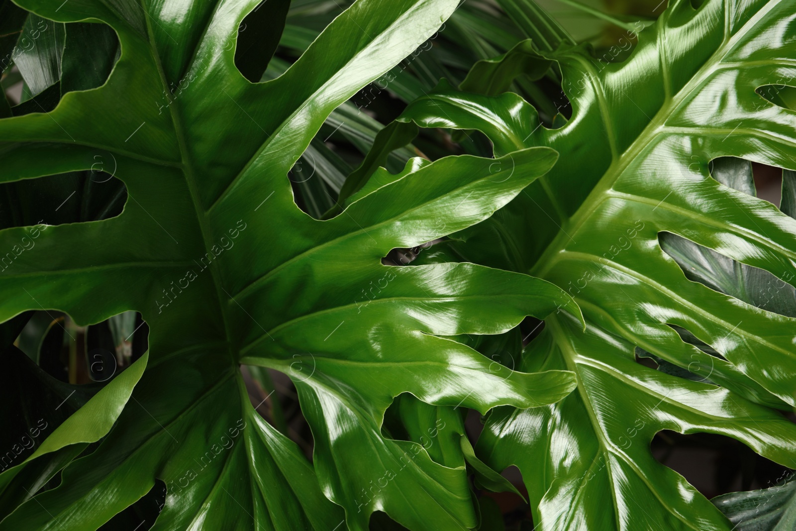 Photo of Monstera with lush leaves, closeup. Tropical plant