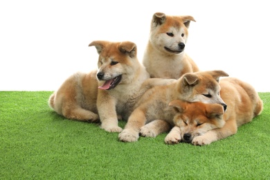 Cute akita inu puppies on artificial grass against white background