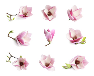 Set with beautiful magnolia flowers on white background. Spring blossom