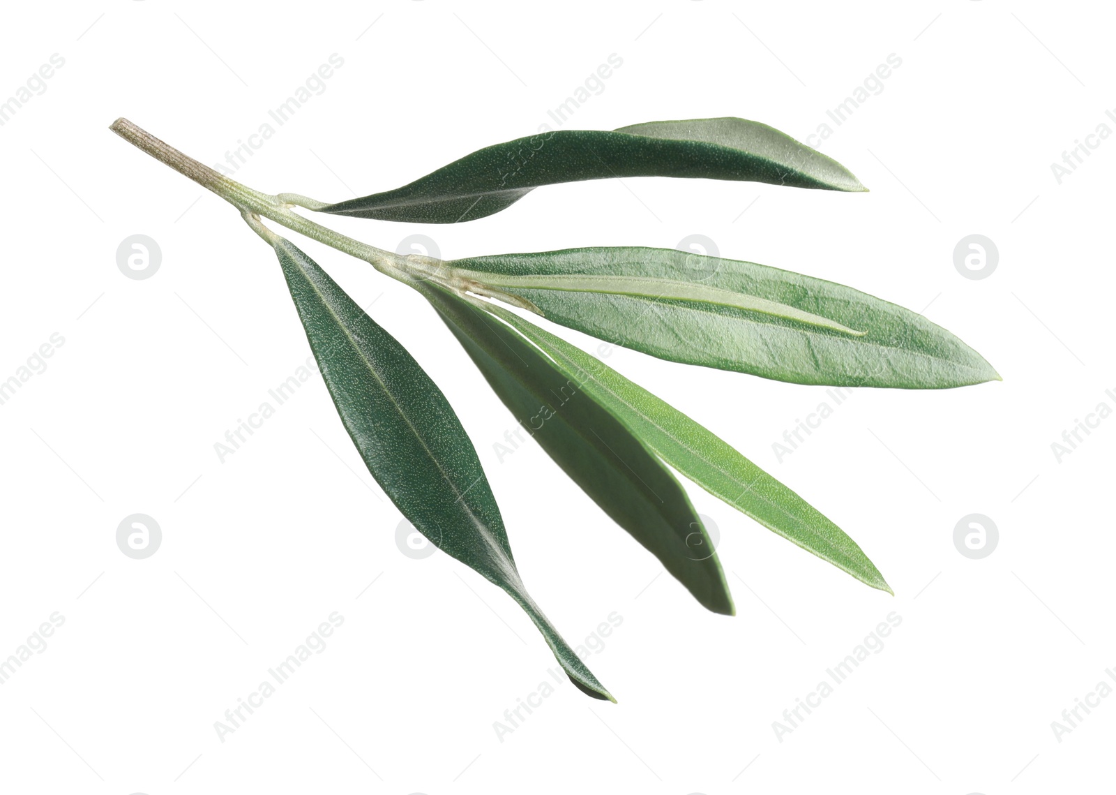 Photo of Olive twig with fresh green leaves on white background