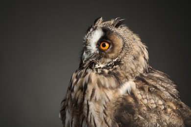 Photo of Beautiful eagle owl on grey background, closeup. Predatory bird