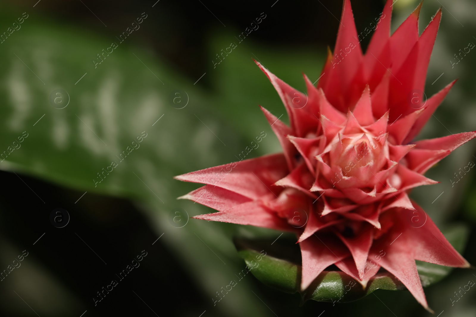 Photo of Beautiful blooming bromelia flower on blurred background, closeup. Space for text