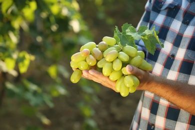 Man holding bunch of fresh ripe juicy grapes in vineyard, closeup