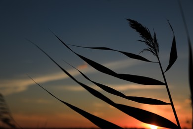 Photo of Silhouette of beautiful reed plant at sunset, closeup