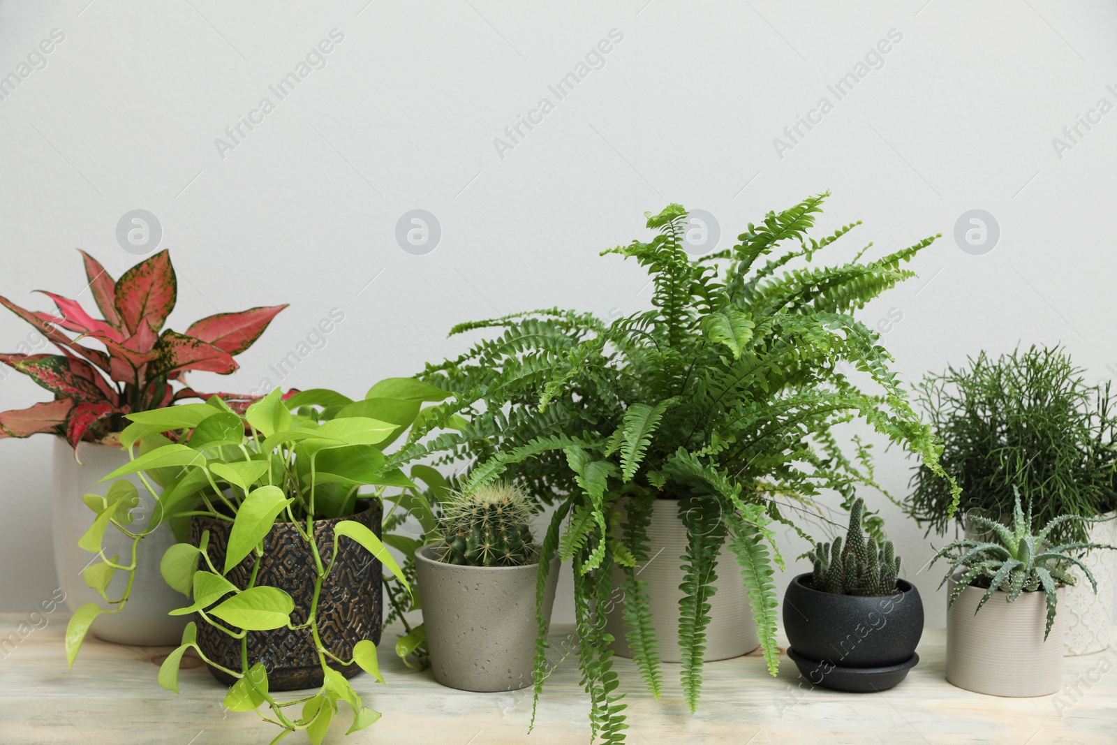 Photo of Many different houseplants on wooden table near white wall