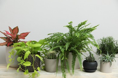 Photo of Many different houseplants on wooden table near white wall