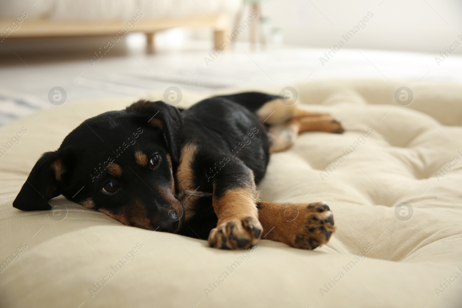 Photo of Cute little puppy lying on soft pillow indoors