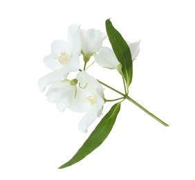 Branch of jasmine flowers and leaves isolated on white