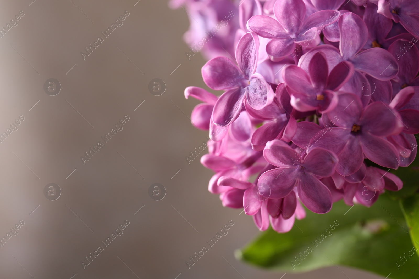 Photo of Beautiful blooming lilac flowers against blurred background, closeup. Space for text